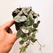 Plante - Ceropegia Woodii - Chaîne de cœurs 4"