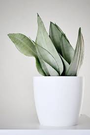 Plante - Sanseveria moonshine 4"