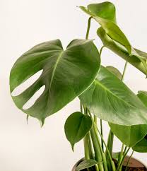 Plante - Monstera deliciosa 4"