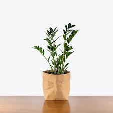 Plante - ZZ Zamicro verte 4"