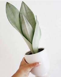 Plante - Sanseveria moonshine 4"