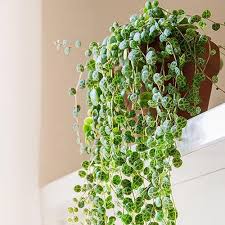 Plante - Peperomia prostata - Chaîne de tortues 4,5"
