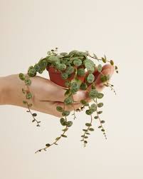 Plante - Peperomia prostata - Chaîne de tortues 3"