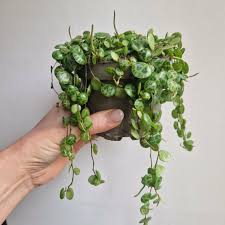 Plante - Peperomia prostata - Chaîne de tortues 4,5"