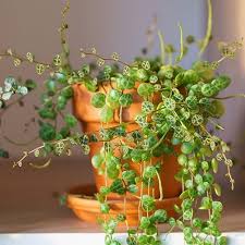 Plante - Peperomia prostata - Chaîne de tortues 3"
