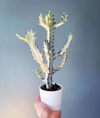 Plante - Euphorbia white ghost 6"