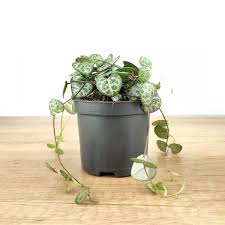 Plante - Ceropegia Woodii - Chaîne de cœurs 4"