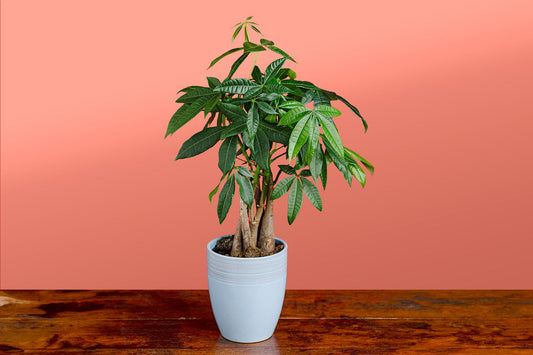 Plante - Pachira Money tree
