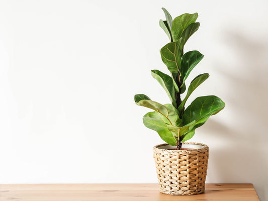 Plante - Ficus lyrata 4"
