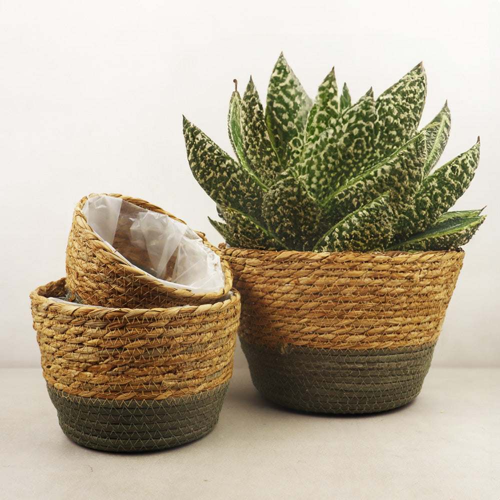 Cache pot osier - naturel et vert - moyen - 8"