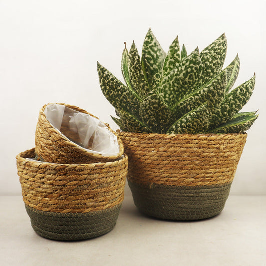 Cache pot osier - naturel et vert - grand - 10"