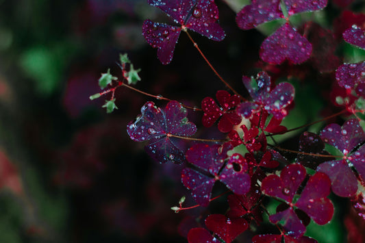 Plante - Oxalis