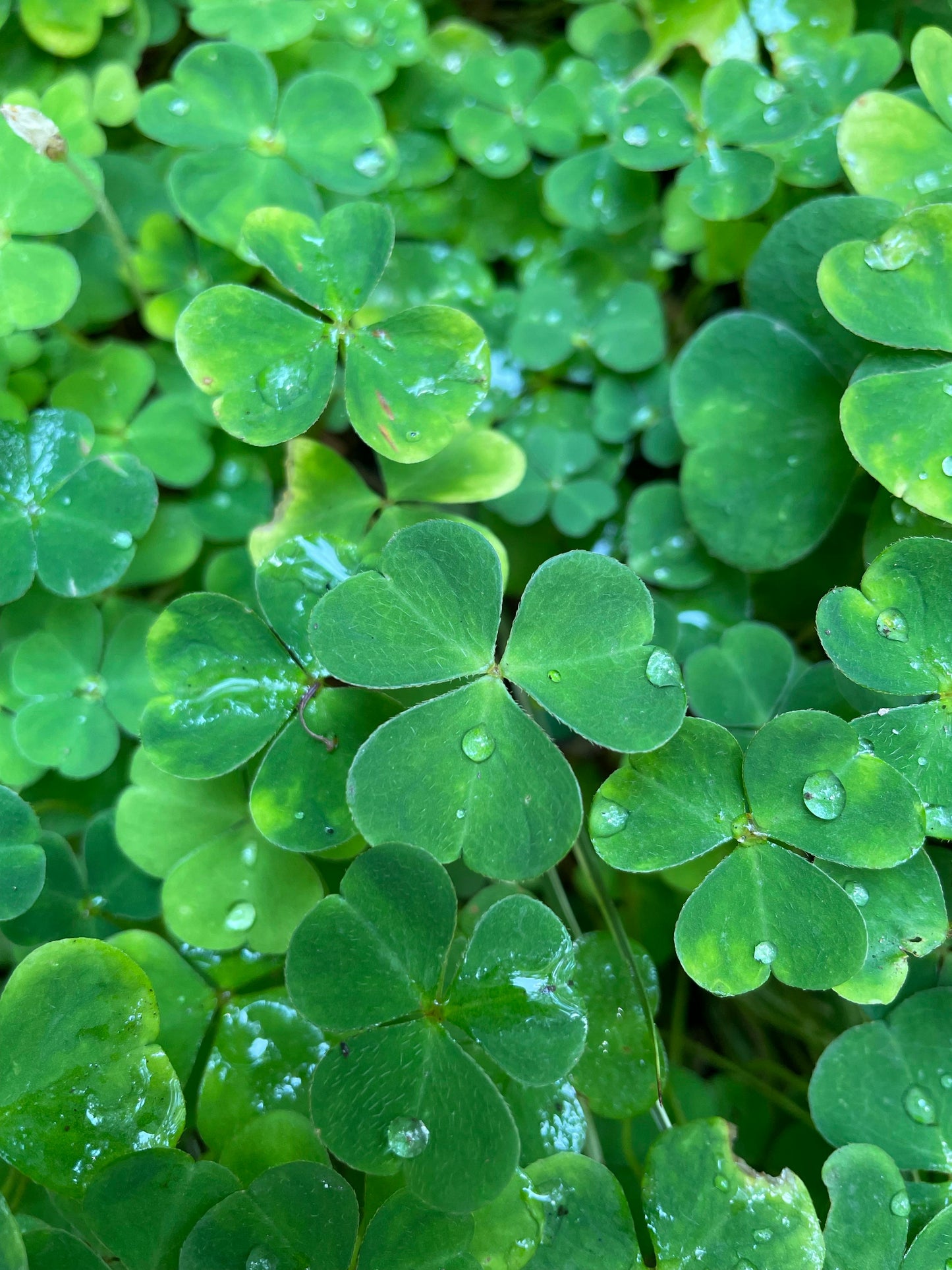 Plante - Oxalis