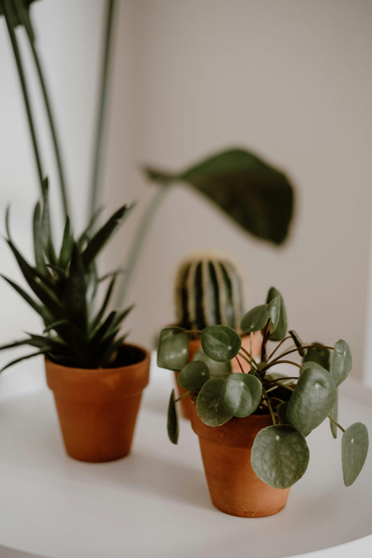 Plante - Pilea peperomioides