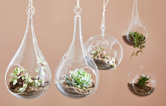 Pot plante - goute de verre - terrarium