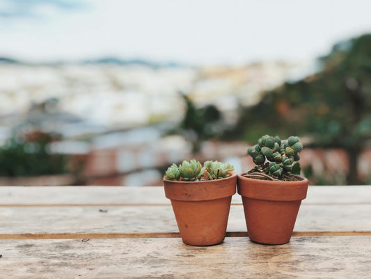 Plante - Succulente