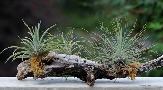 Plante - Tillandsia plante aérienne