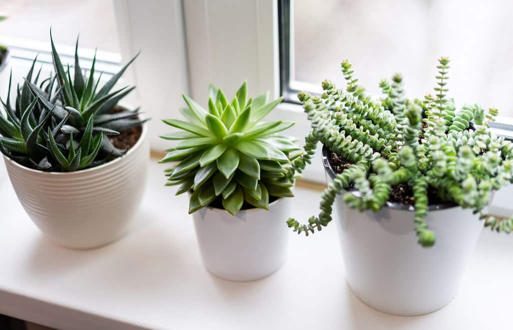 Plante - Succulente