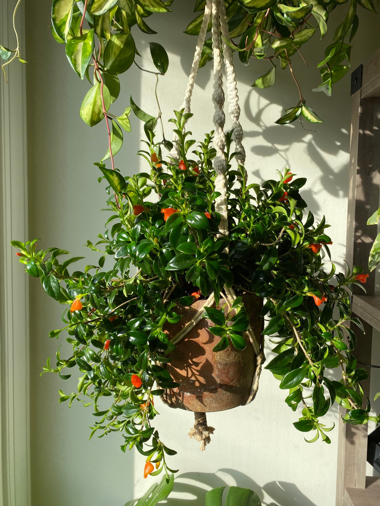 Plante - Hypocerta - Gold Fish 6"
